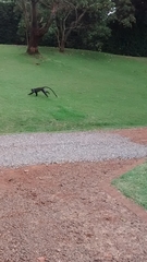 Cercopithecus mitis kolbi