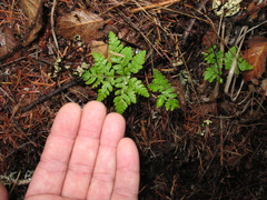 Pentagramma triangularis triangularis