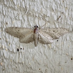Eupithecia matheri