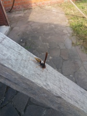 Polistes cavapytiformis