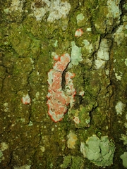 Image of Herpothallon rubrocinctum