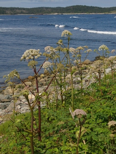 Wild Angelica
