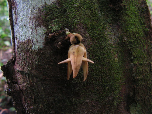 Xylopia ochrantha