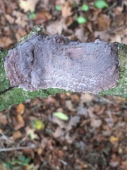 Radulomyces confluens