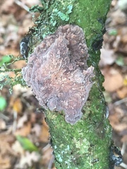 Radulomyces confluens