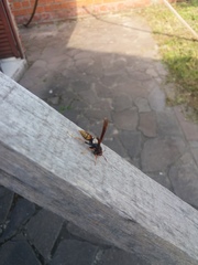 Polistes cavapytiformis