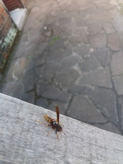 Polistes cavapytiformis