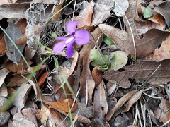 Pinguicula macrophylla