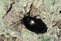 Amarygmus