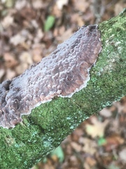 Radulomyces confluens