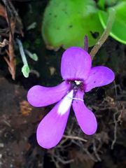 Pinguicula macrophylla