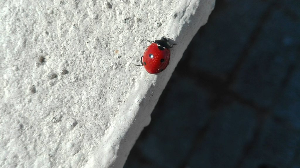a lady bug