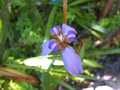 Trimezia coerulea