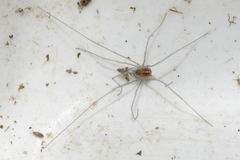 Mitostoma chrysomelas