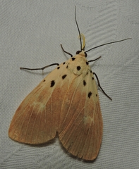 Asota iodamia