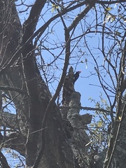 Dryocopus pileatus