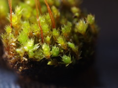 Ptychostomum compactum