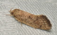 Syncometes vilis