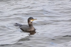 Gulosus aristotelis