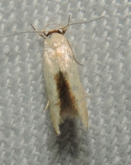 Stathmopoda liporrhoa