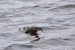 Gulosus aristotelis