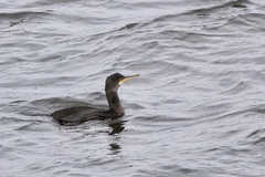 Gulosus aristotelis