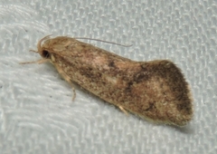 Syncometes vilis