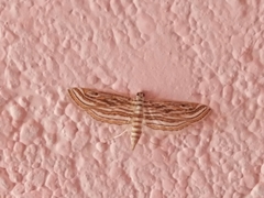 Parapoynx fluctuosalis