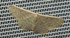 Idaea costaria