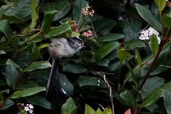 Aegithalos caudatus