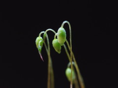 Ptychostomum compactum