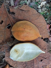 Anemopaegma