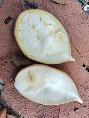 Anemopaegma