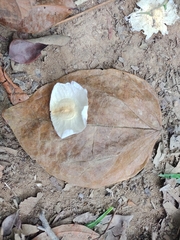 Anemopaegma