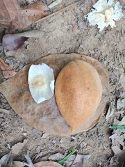 Anemopaegma