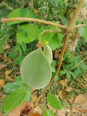 Anemopaegma