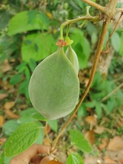 Anemopaegma