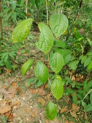 Anemopaegma