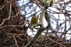 Chloris chloris