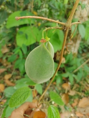 Anemopaegma