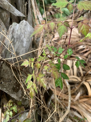 Nekemias arborea, photograph 3