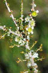 Leptospermum spinescens