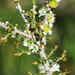 Apectospermum spinescens - Photo 由 keenasfish 所上傳的 (c) keenasfish，保留部份權利CC BY-NC