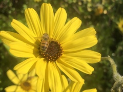Encelia californica