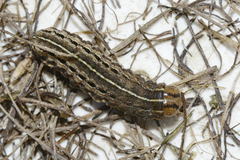 Xestia xanthographa