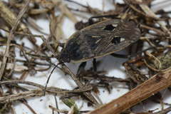 Graptopeltus lynceus