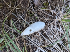 Euglandina rosea