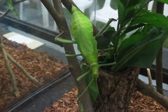 Heteropteryx dilatata