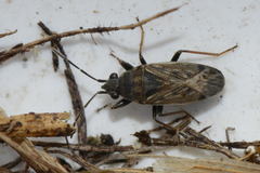 Peritrechus gracilicornis