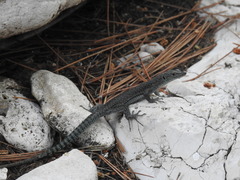 Dalmatolacerta oxycephala